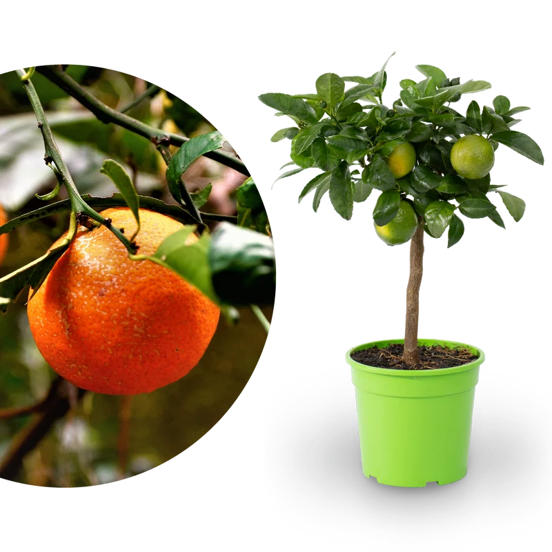 Rangpur-Limette LIME TIME® 'Osbeck'