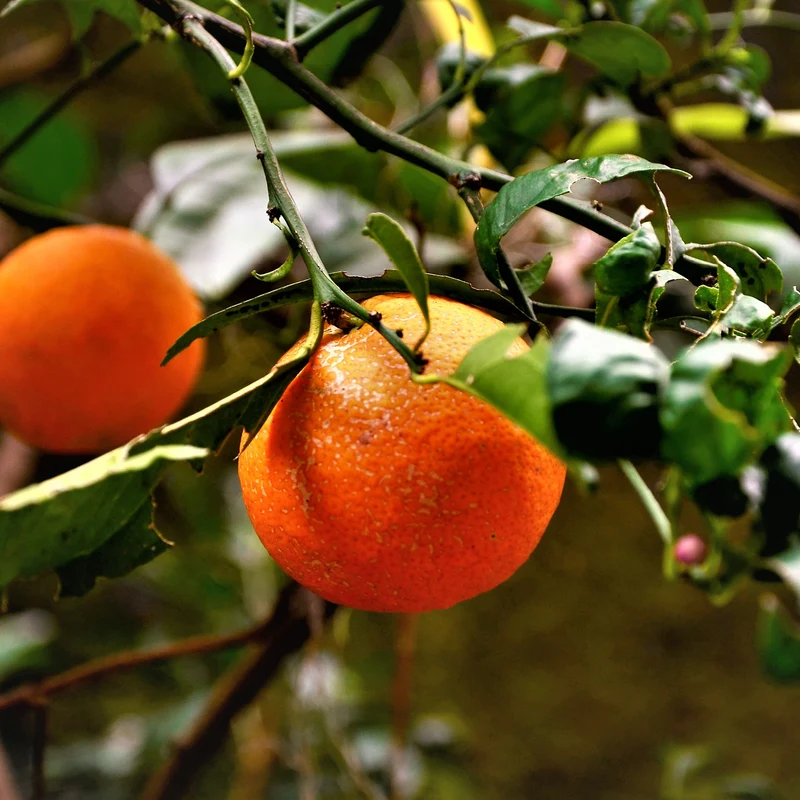 Rangpur-Limette LIME TIME® 'Osbeck'