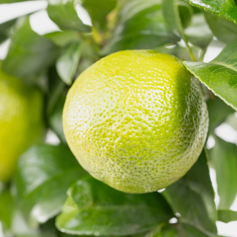 Rangpur-Limette LIME TIME® 'Osbeck'