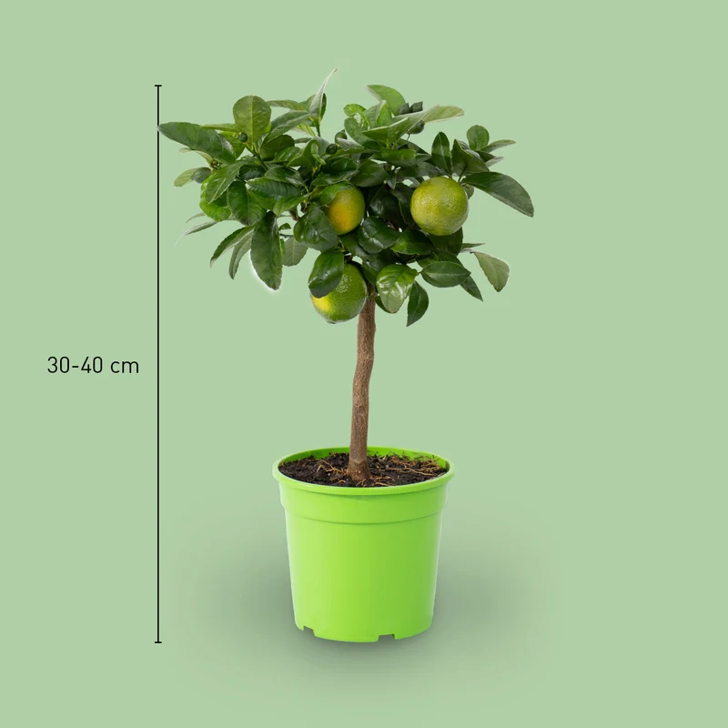 Rangpur-Limette LIME TIME® 'Osbeck'