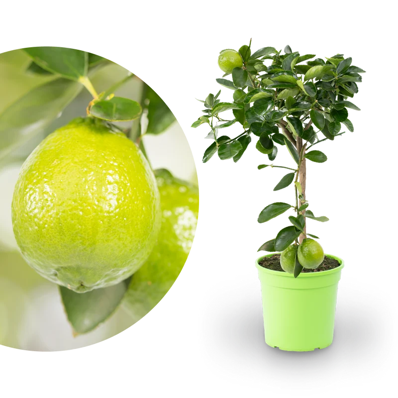 Persische Limette LIME TIME® (Caipirinha Limette)