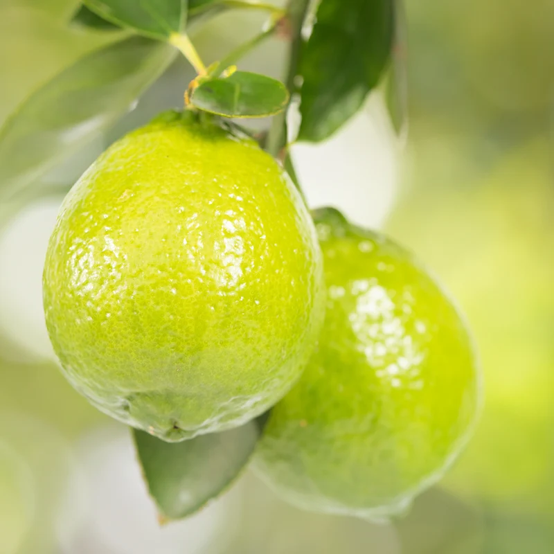 Persische Limette LIME TIME® (Caipirinha Limette)
