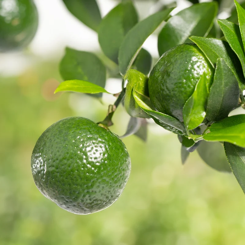 Persische Limette LIME TIME® (Caipirinha Limette)