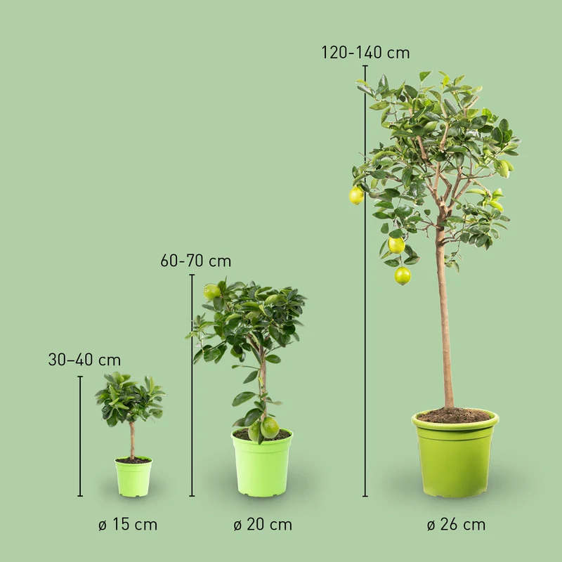 Persische Limette LIME TIME® (Caipirinha Limette)