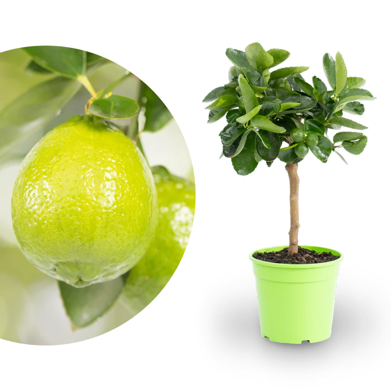 Persische Limette LIME TIME® (Caipirinha Limette)