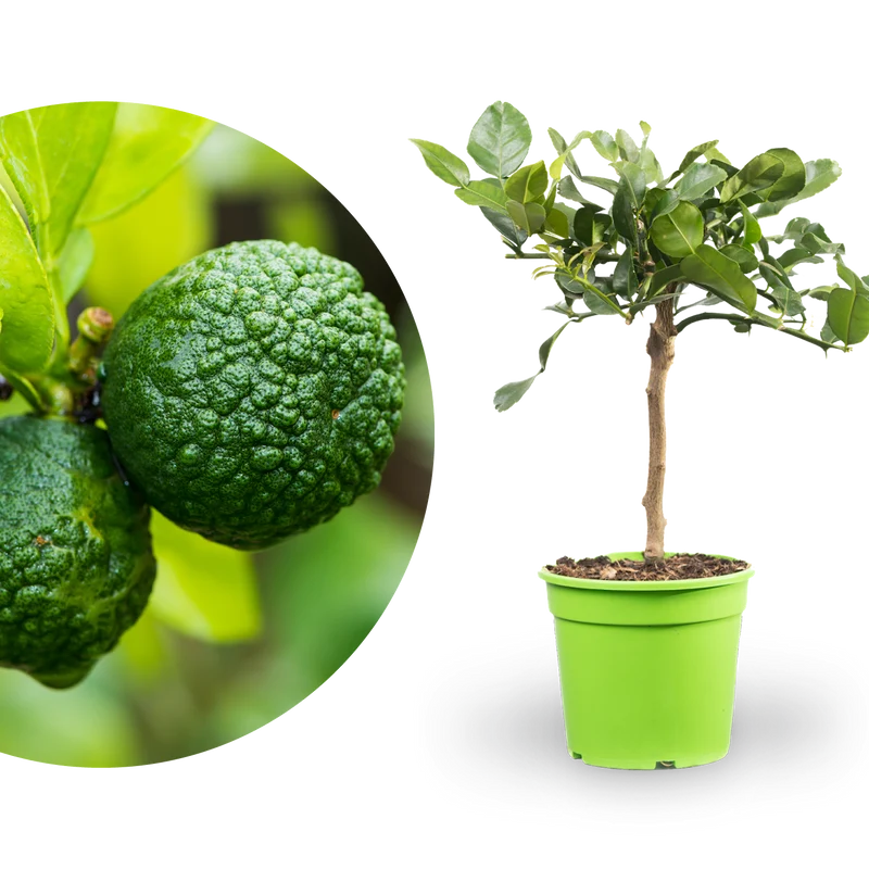 Kaffir-Limette LIME TIME®