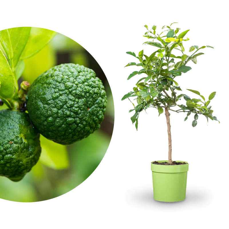 Kaffir-Limette LIME TIME®