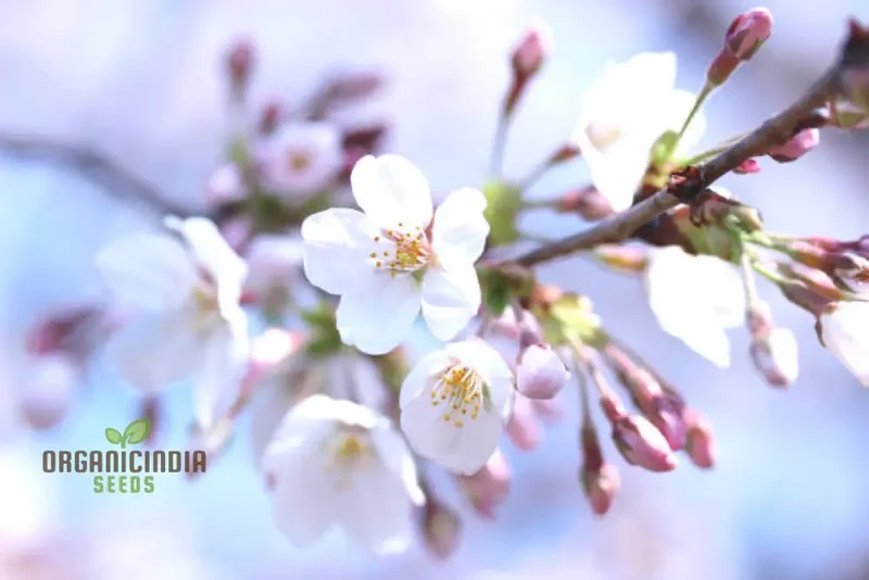 Blue Sky White Cherry Japanese Sakura Seeds for Gardening Enthusiasts - Premium Quality Seeds