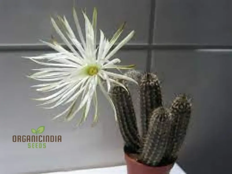 Cactus Seeds - Echinopsis Mirabilis Seeds for Planting