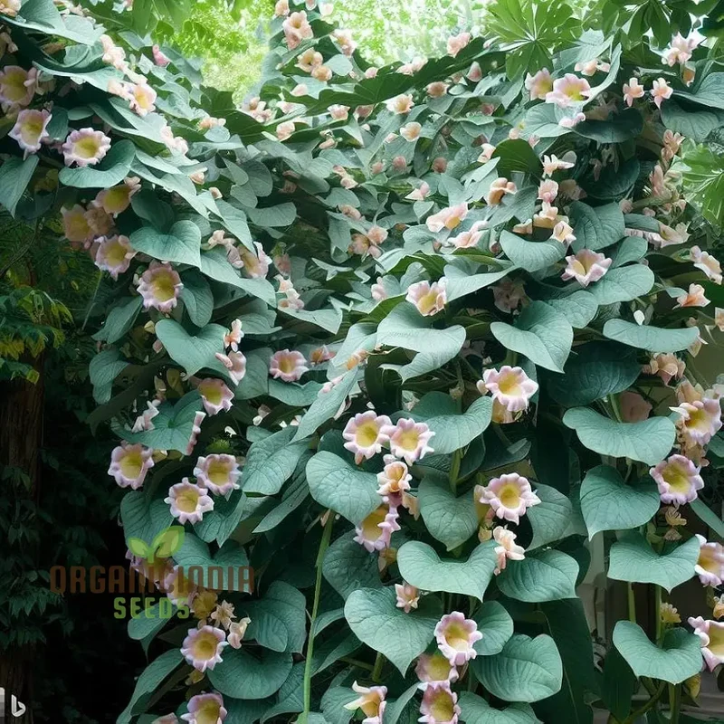Climbing Flower Vine Plant Seeds for Your Garden | Grow Beautiful Vines | Gardening Seeds