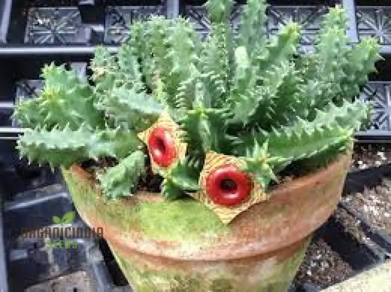 Huernia Zebrina Lifesaver Cactus Seeds for Gardening Enthusiasts - Exotic Succulent Seeds