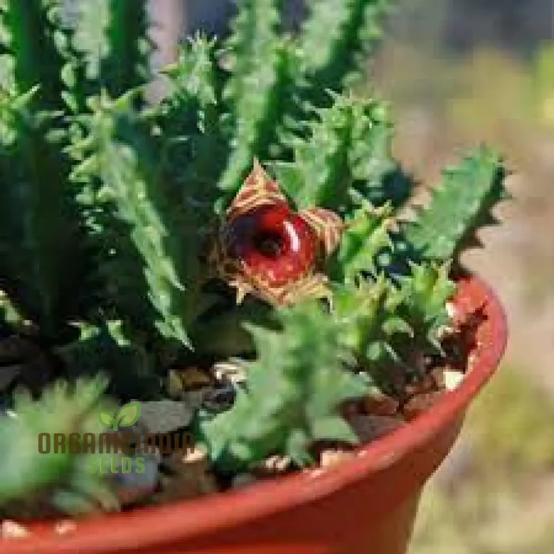 Huernia Zebrina Lifesaver Cactus Seeds for Gardening Enthusiasts - Exotic Succulent Seeds