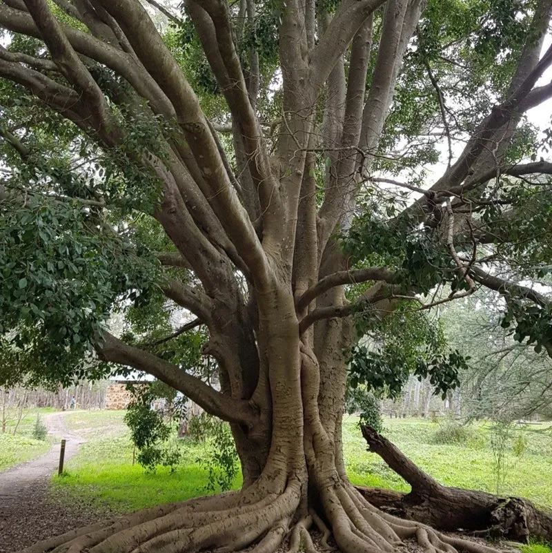 Moreton Bay Fig Tree Seeds - Ficus Macrophylla - Grow Indoor & Outdoor - Rare Seeds for Gardening Enthusiasts