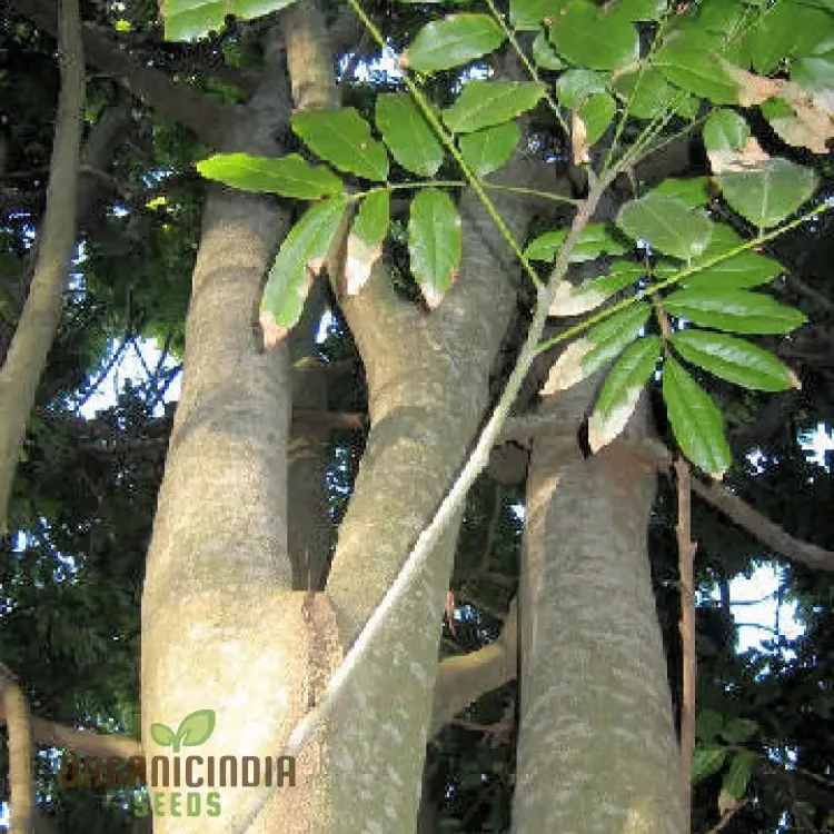 Moreton Bay Fig Tree Seeds - Ficus Macrophylla - Grow Indoor & Outdoor - Rare Seeds for Gardening Enthusiasts