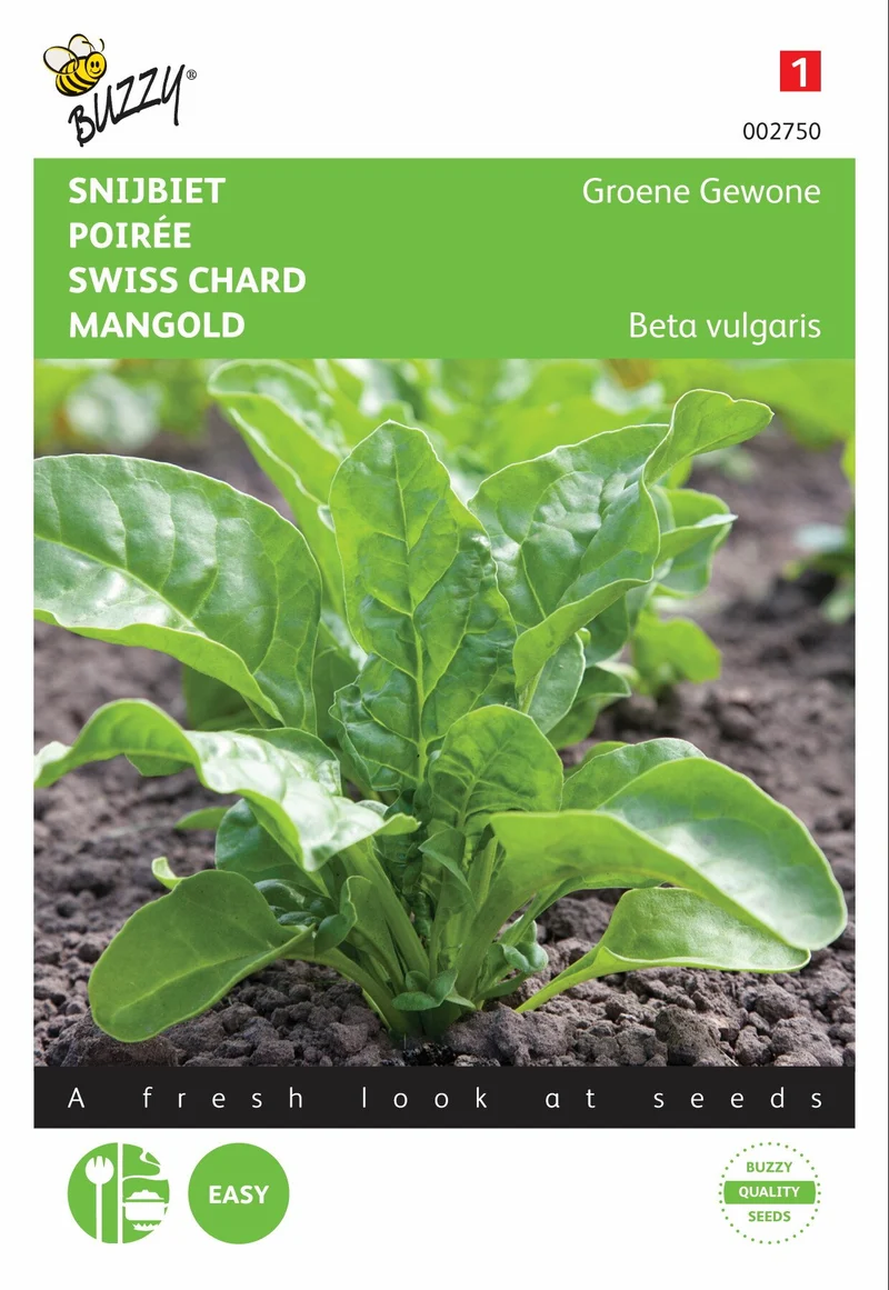 Mangold Grün