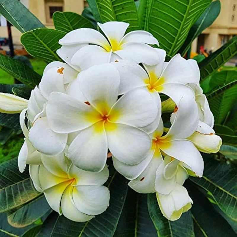 Champa Seeds for Planting - 100 pcs