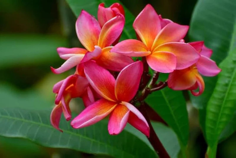 Champa Seeds for Planting - 100 pcs
