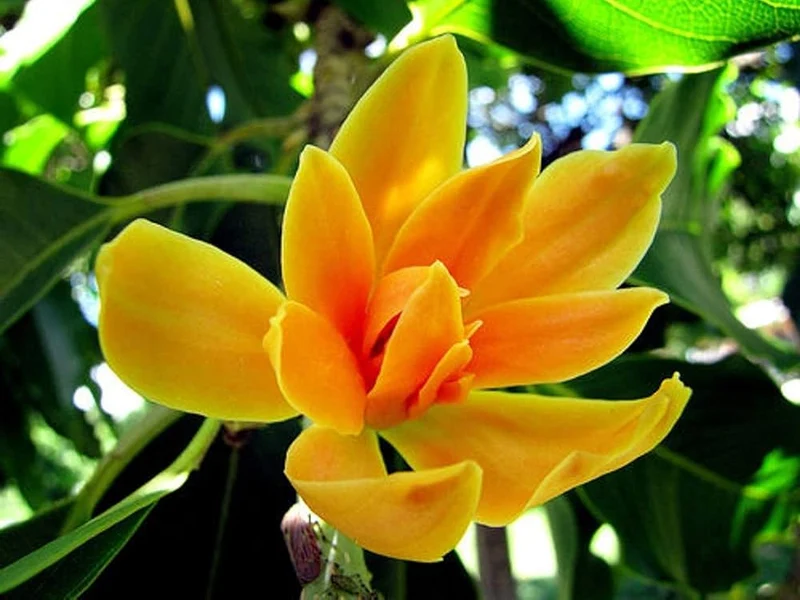 Champa Seeds for Planting - 100 pcs