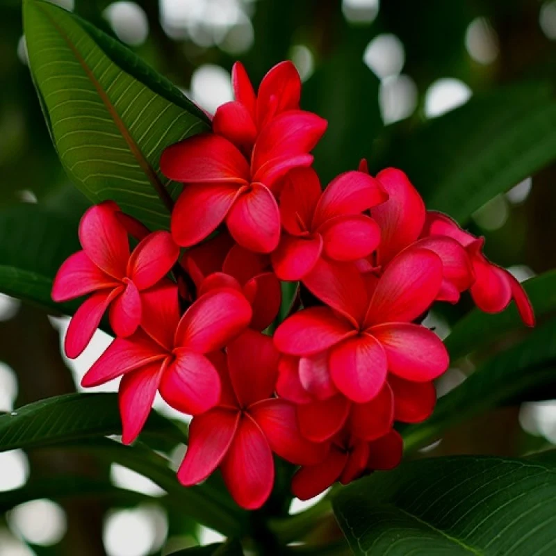 Champa Seeds for Planting - 100 pcs