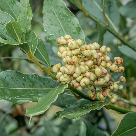 Laurel Herb Seeds for Planting