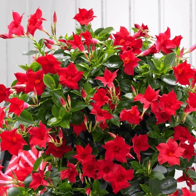 Mandevilla Sanderi Flower Seeds for Planting
