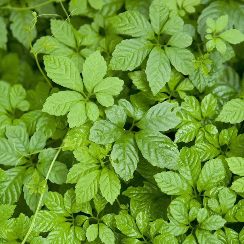 Gynostemma Pentaphyllum Herb Seeds for Planting