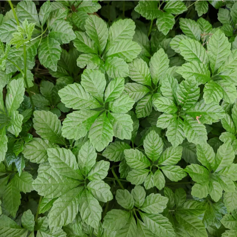Gynostemma Pentaphyllum Herb Seeds for Planting