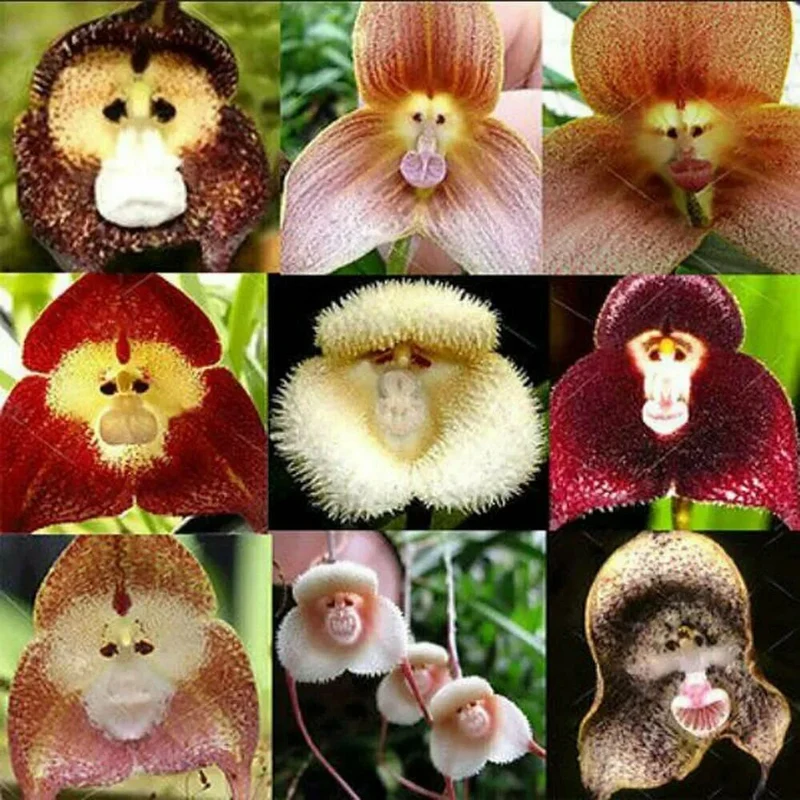 Monkey Face Orchid Flower Seeds for Planting
