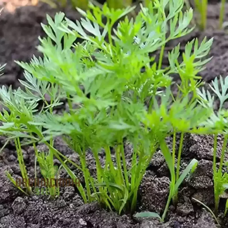 Rainbow Mix Colorful Carrot Seeds For Planting-Harvests and Delicious Garden