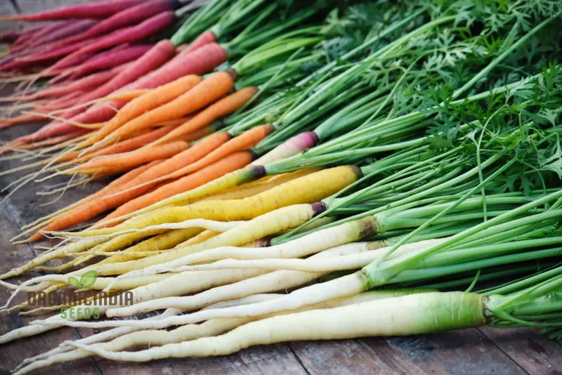Rainbow Mix Colorful Carrot Seeds For Planting-Harvests and Delicious Garden