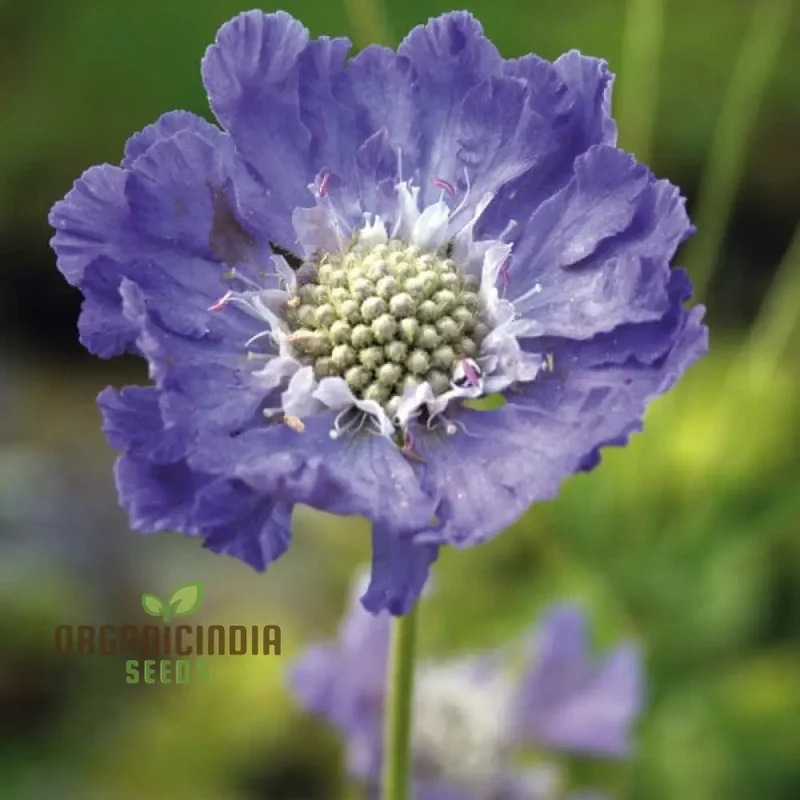 Scabious Caucasia Perfecta Blue Potted Flower Seeds For Planting, Stunning Blue Scabious for Beautiful Pots and Garden Borders
