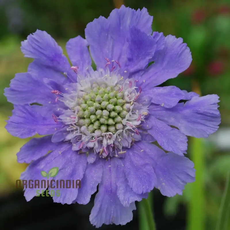 Scabious Caucasia Perfecta Blue Potted Flower Seeds For Planting, Stunning Blue Scabious for Beautiful Pots and Garden Borders