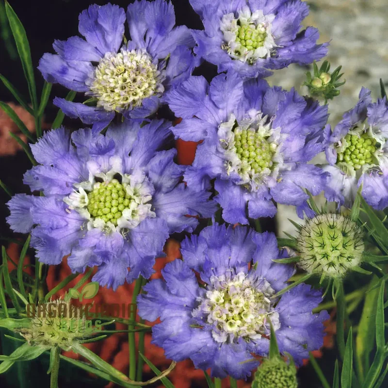 Scabious Caucasia Perfecta Blue Potted Flower Seeds For Planting, Stunning Blue Scabious for Beautiful Pots and Garden Borders