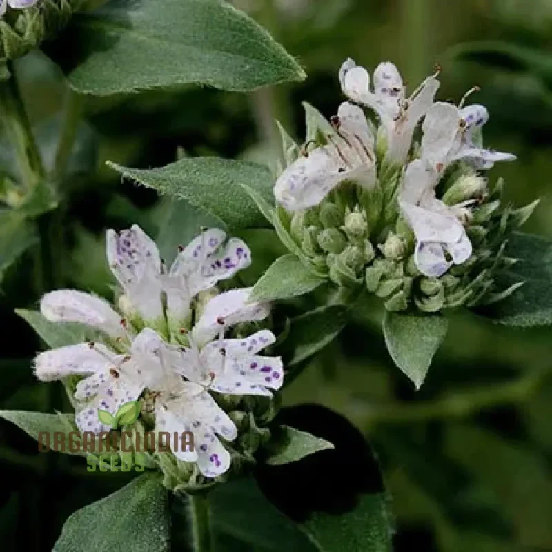 Mountain Mint (Pycnanthemum pilosum) Seeds - Fragrant Herb for Pollinators - Grow Your Own Medicinal Garden - Organic Gardening Supplies