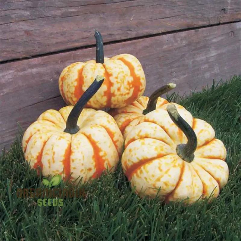 Pumpkin Seeds 'Sweet Lightning' for Bountiful Harvests and Festive Garden Displays!