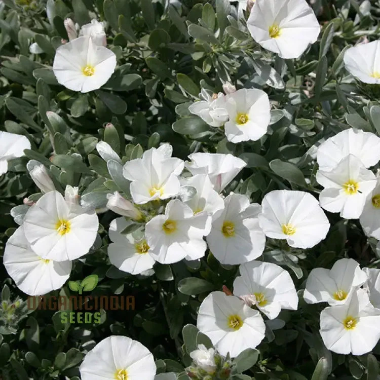 Morning Glory White Seeds for Your Garden - Buy Online Now