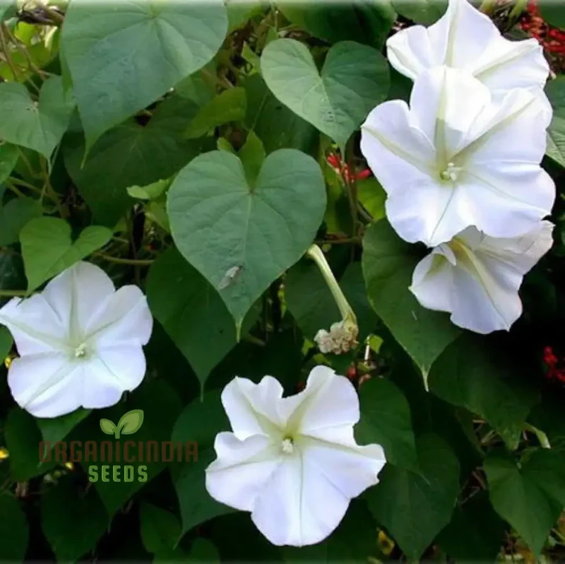 Morning Glory White Seeds for Your Garden - Buy Online Now