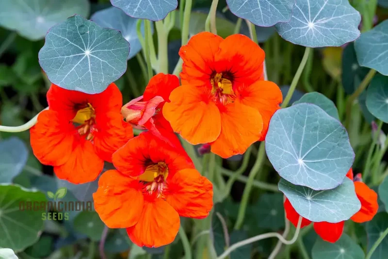 Nasturtium Seeds - Blue Pepe | Hardy Annual Flowers for Garden Planting | Edible Flowers, Easy to Grow