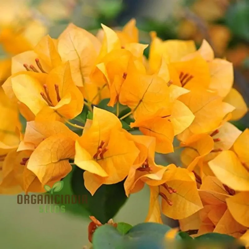 Bougainvillea Spectabilis Flower Seeds for Planting