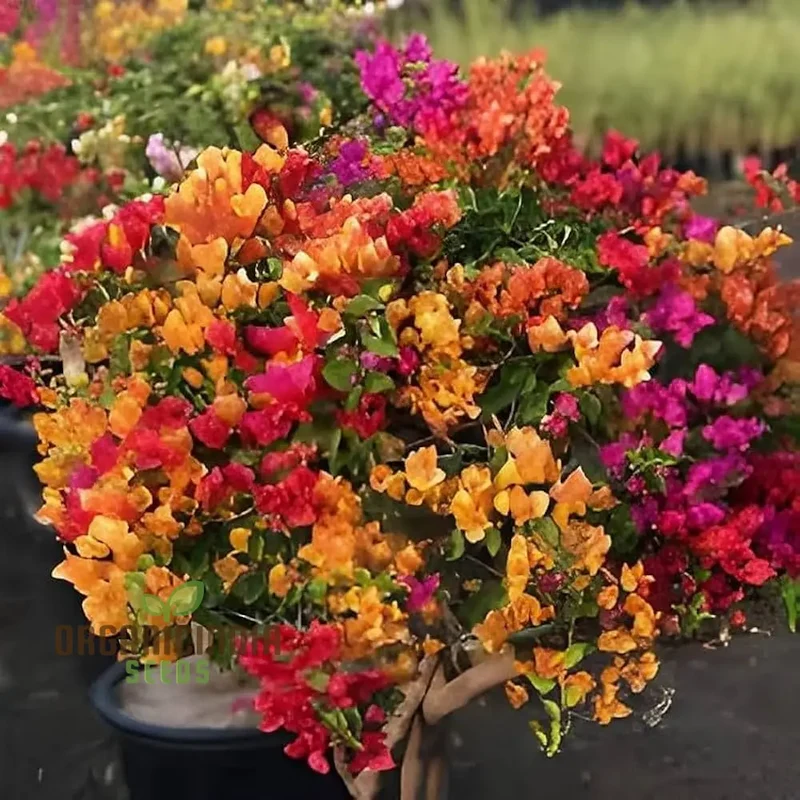 Bougainvillea Spectabilis Flower Seeds for Planting