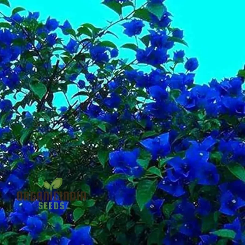 Bougainvillea Spectabilis Flower Seeds for Planting