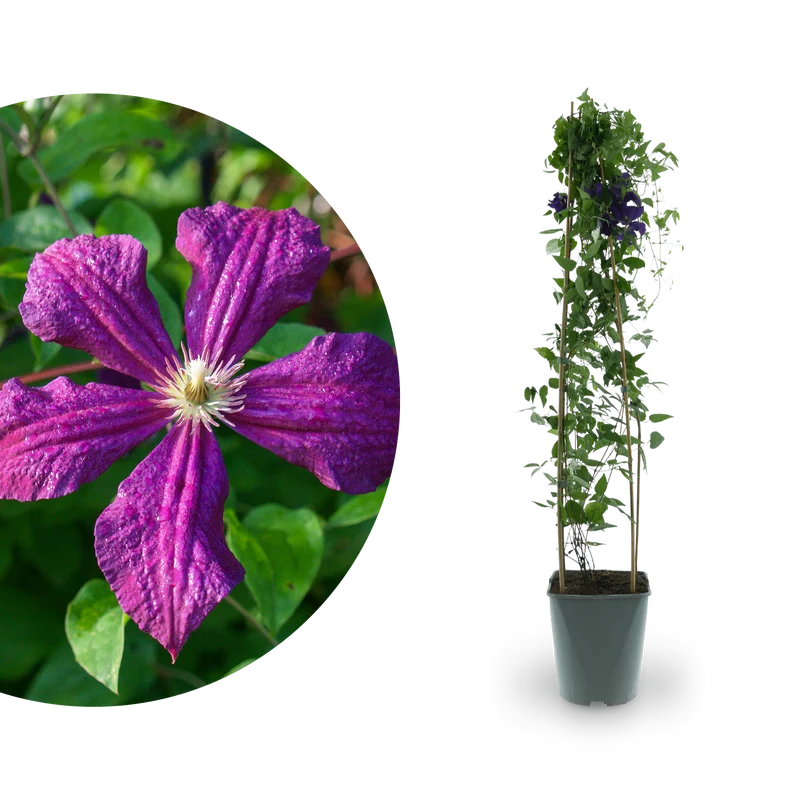 Clematis 'Polish Spirit' Dunkelviolett