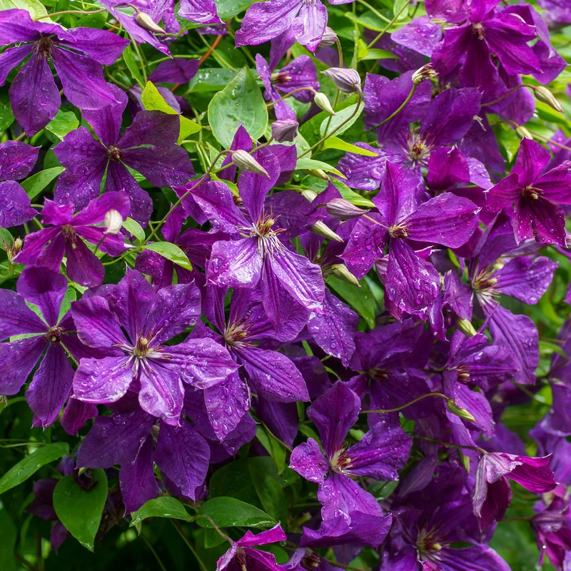 Clematis 'Polish Spirit' Dunkelviolett