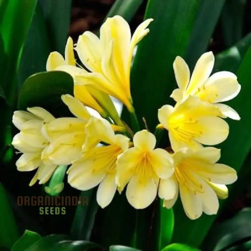 Giglio Vase Ornament Plant Seeds | Decorative Semi-Negative Plants for Vases and Gardens | 100 Pcs