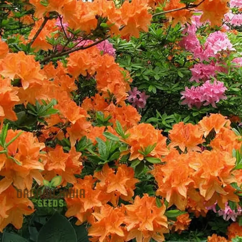 Giglio Vase Ornament Plant Seeds | Decorative Semi-Negative Plants for Vases and Gardens | 100 Pcs