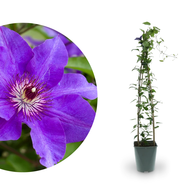 Clematis 'The President' Purpurblau