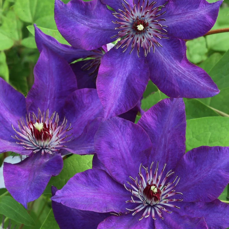 Clematis 'The President' Purpurblau