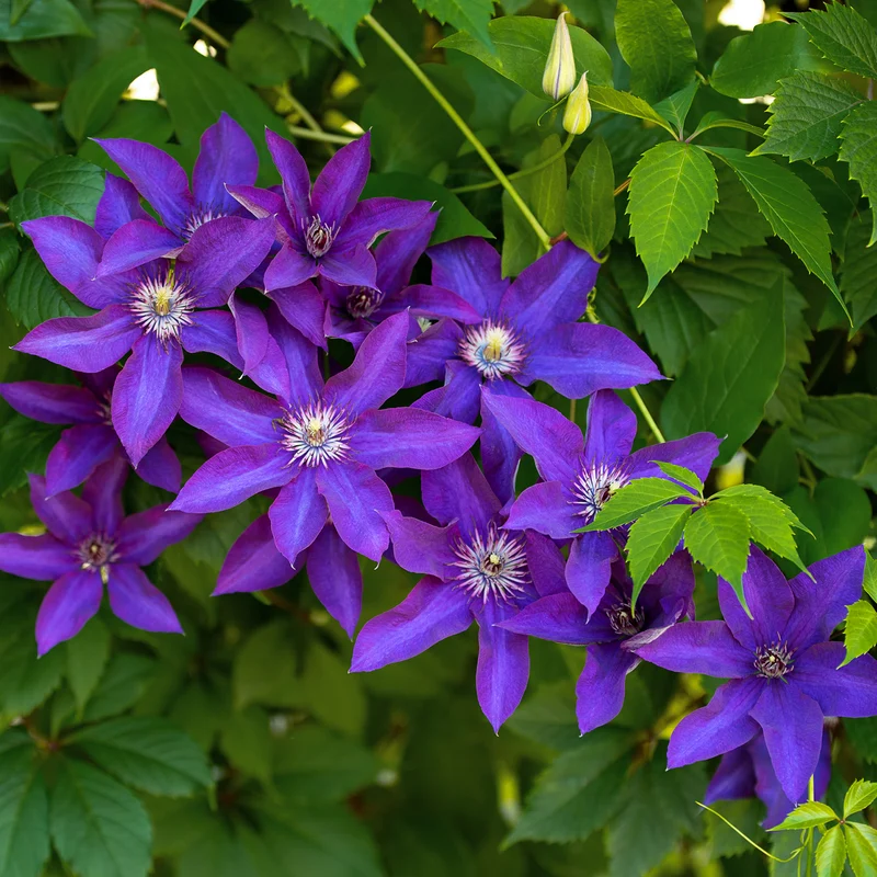 Clematis 'The President' Purpurblau