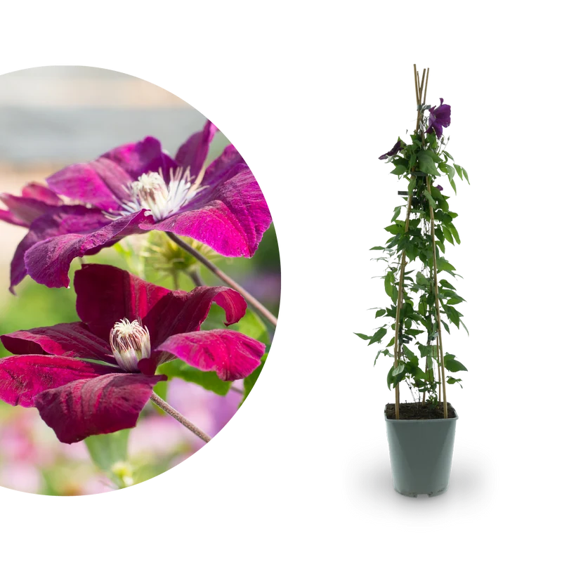 Clematis 'Rouge Cardinal' Burgunderrot