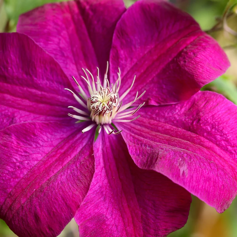 Clematis 'Rouge Cardinal' Burgunderrot